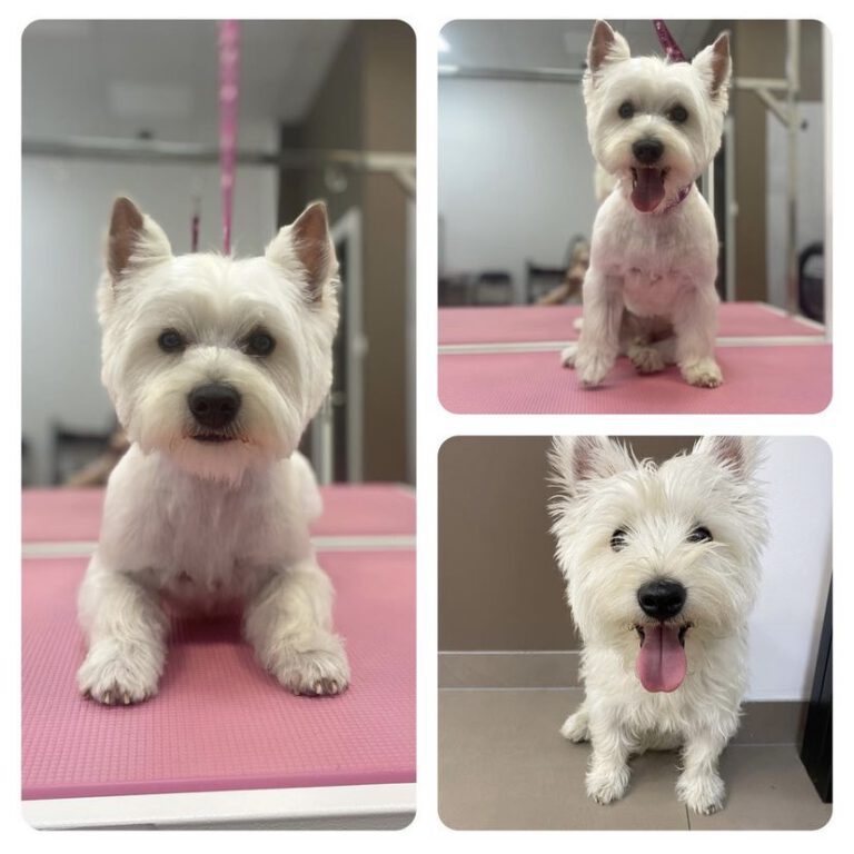 fryzjer dla psa poznan