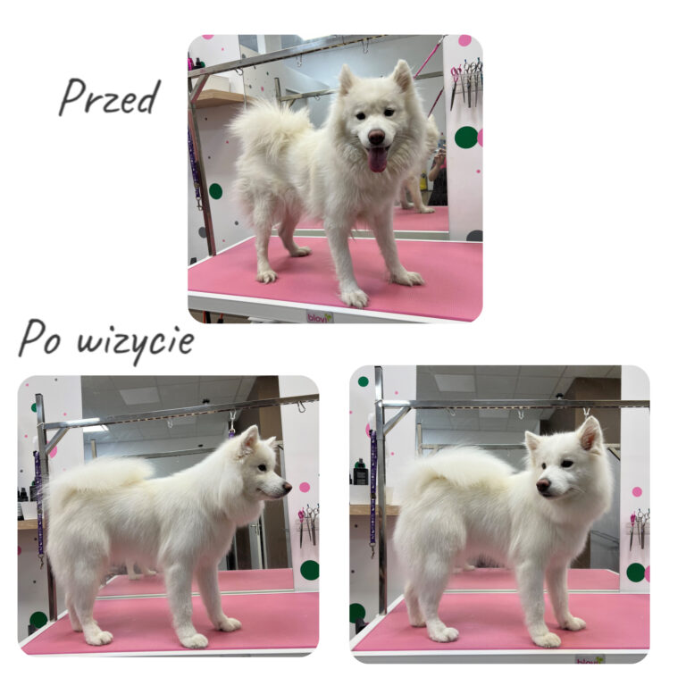 fryzjer dla psa poznan