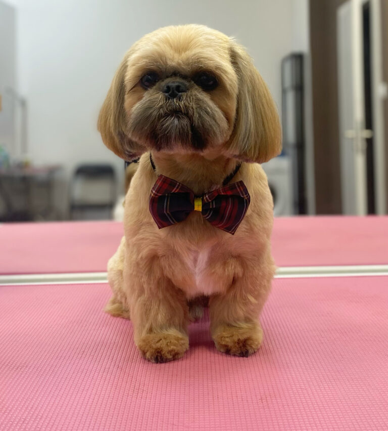 fryzjer dla psów poznań